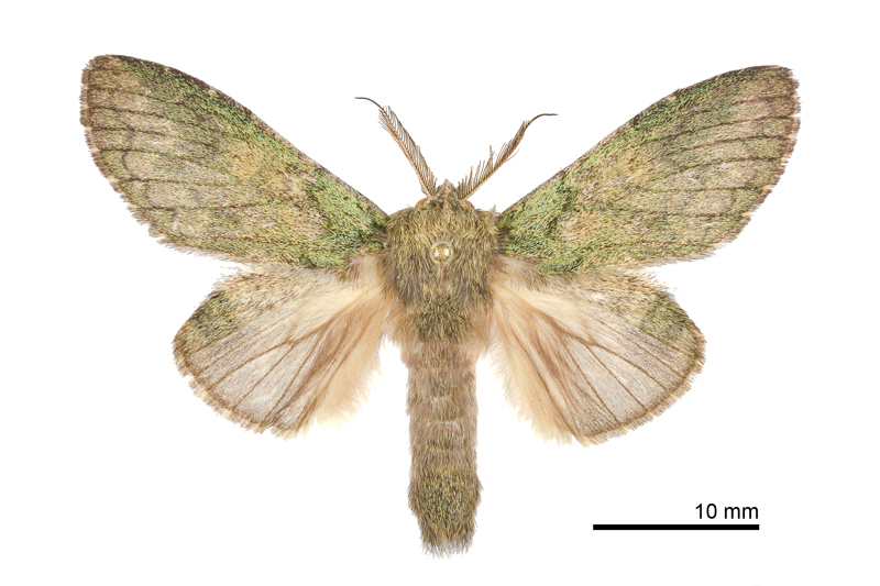Syntypistis umbrosa Male